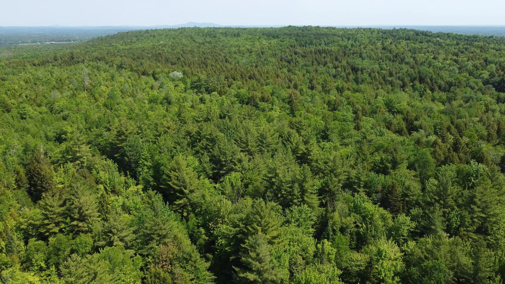 100 Acres of Land for Sale in Maxfield, Maine - Maxfield, Maine, 04448