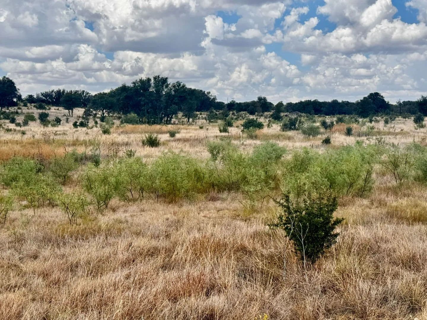 NEW LISTING!! 55 +/- Ac 166 PR 2621, Blackwell - Blackwell, Texas, 79506