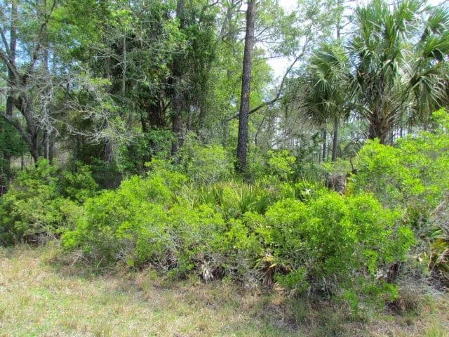 Land -Single Family Acreage in Inglis - Inglis, Florida, 34449
