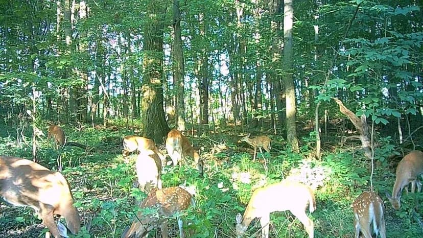 21.6 +/- ACRES / BATTLE CREEK, MI / BARRY COUNTY / LAND FOR SALE