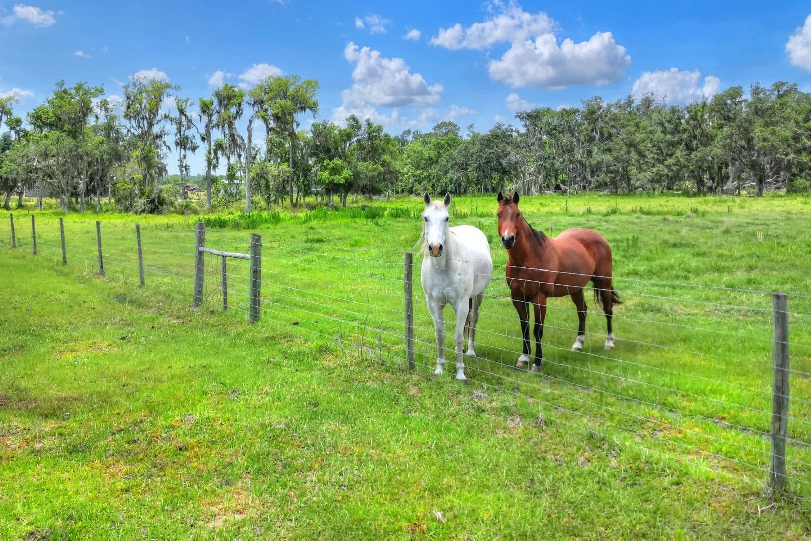 S County Road 39 Acreage Homesites Lot 1 - , Florida, 33547