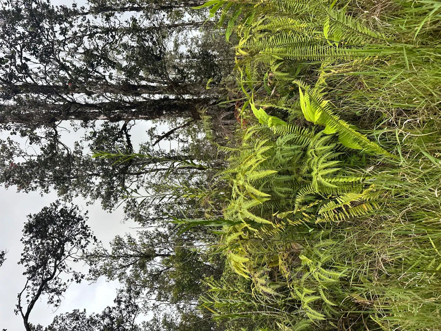 3 Acres of Land for Sale in Mountain View, Hawaii - Mountain View, Hawaii, 96760