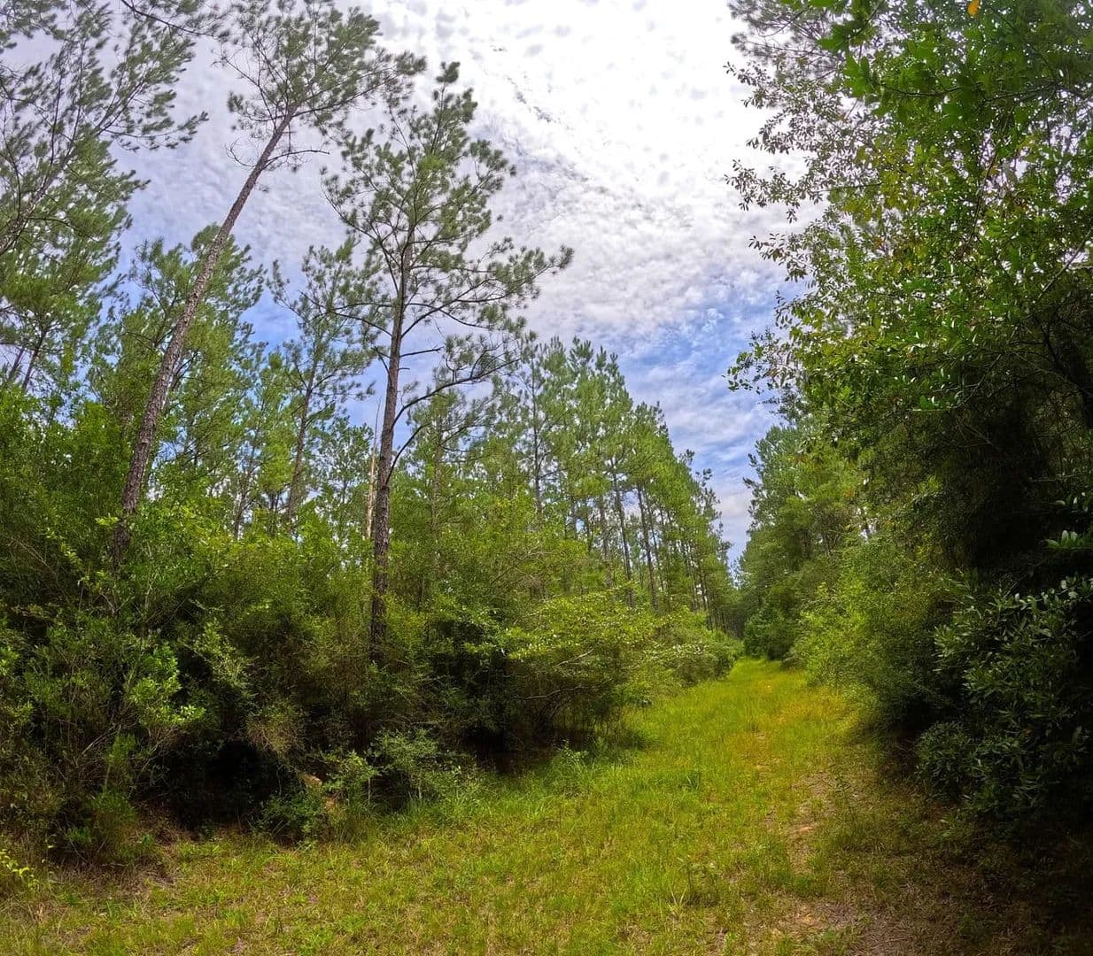 54 Acres Pearl River County, MS - Carriere, Mississippi, 39426