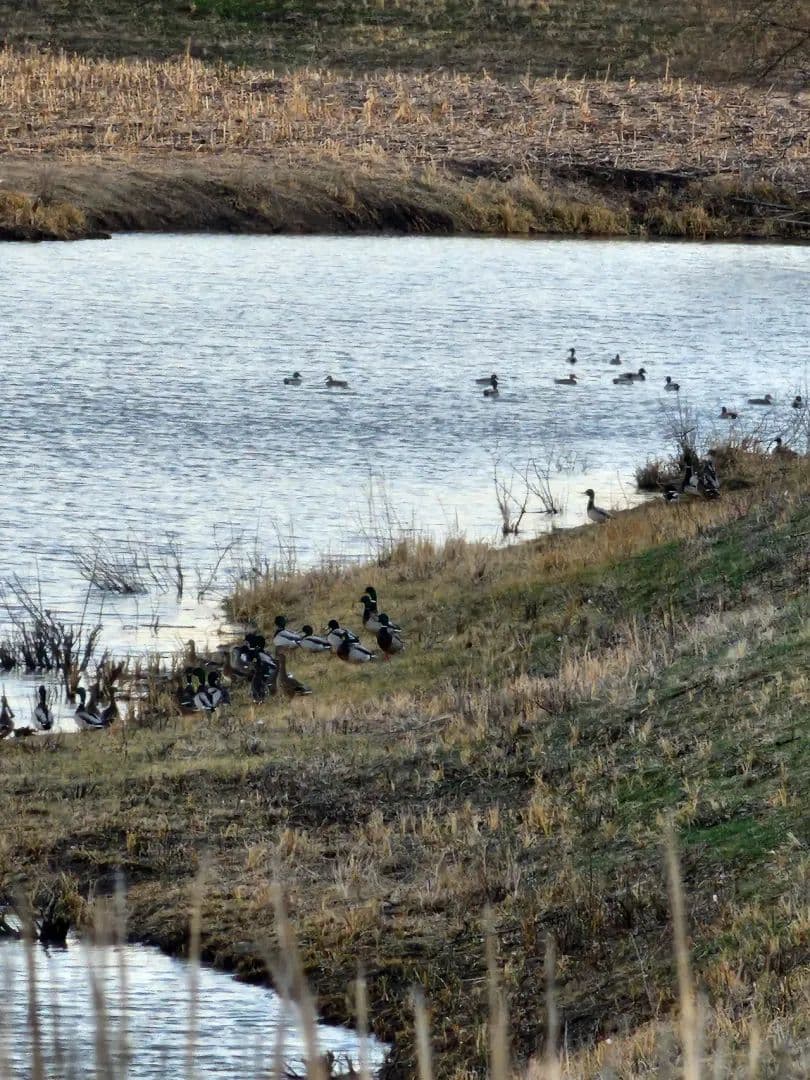 160 ac Golden Triangle With Ducks and Bucks