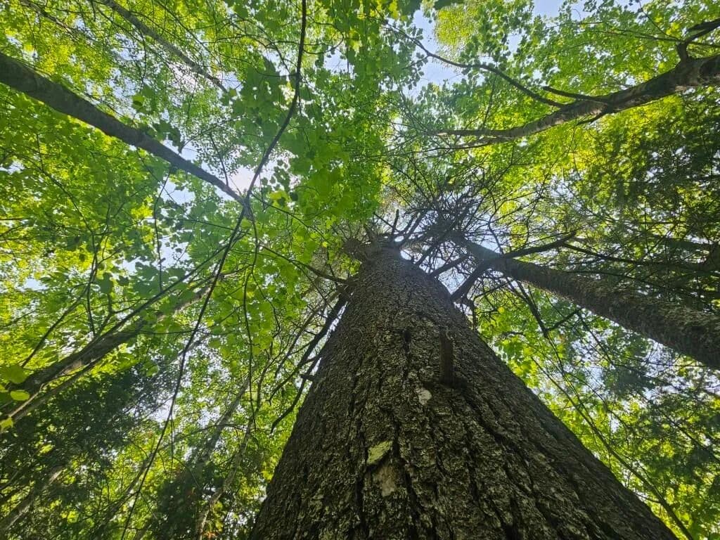 116 Acres of Land for Sale in Hudson, Maine - Hudson, Maine, 04449