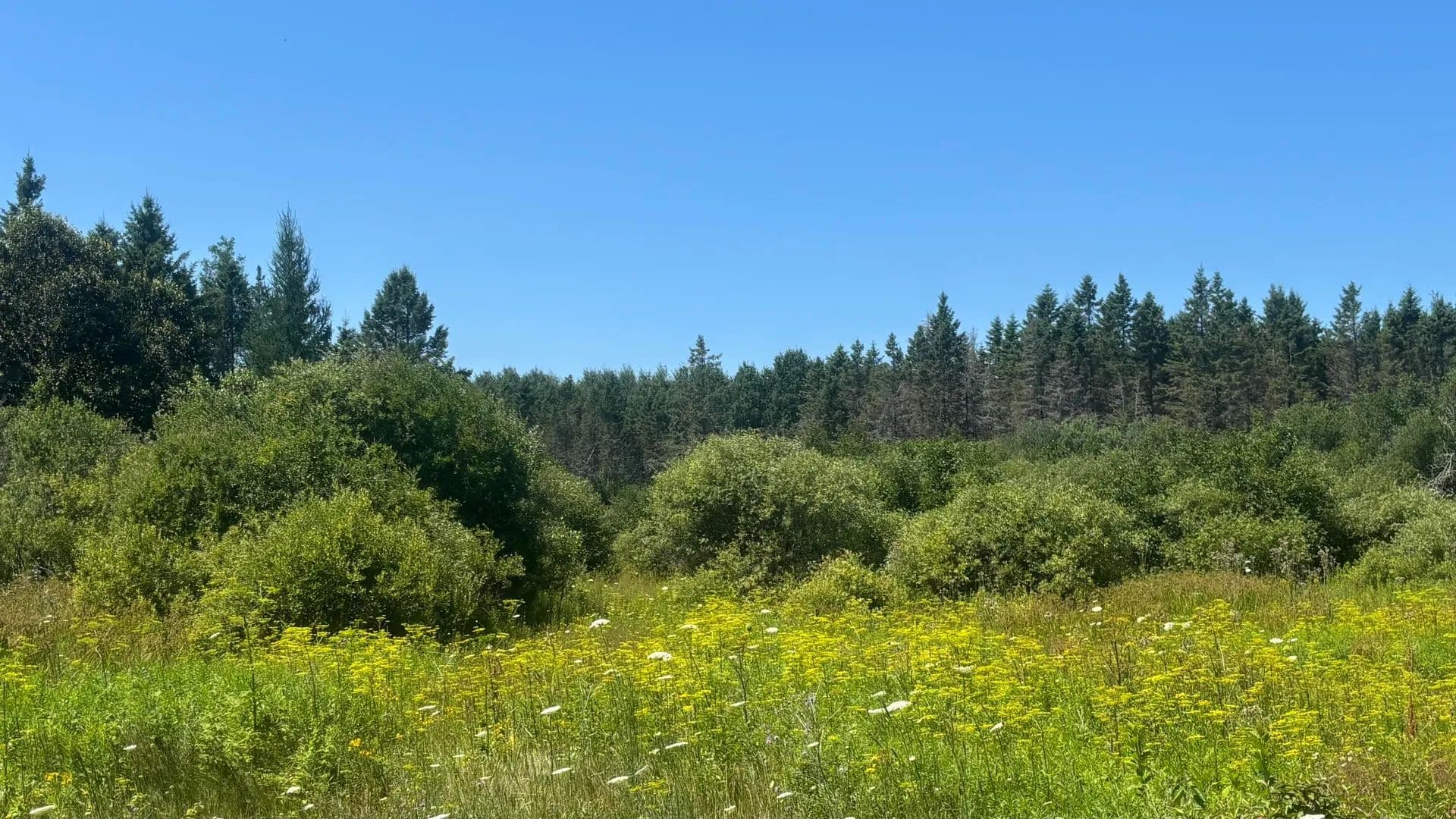 Vacant Land in Hessel - Hessel, Michigan, 49745