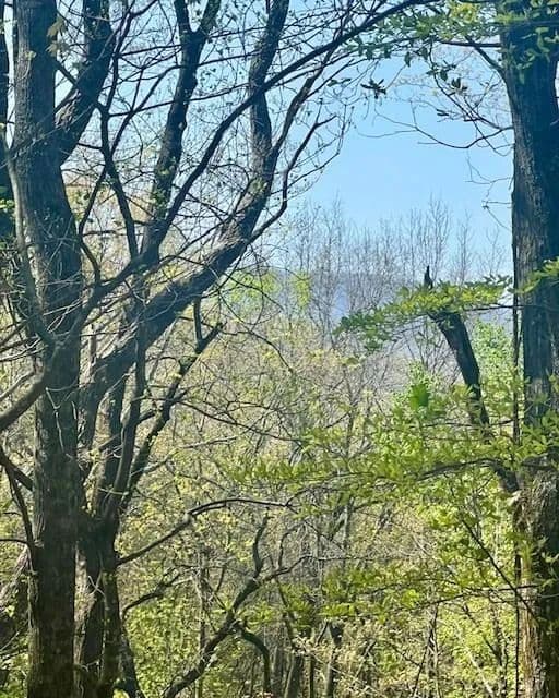 Vacant Land in Jasper