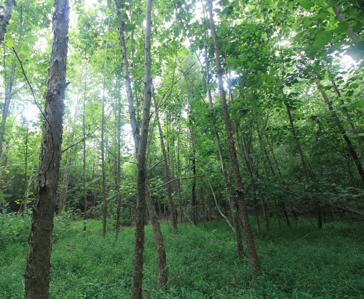 Town Fork Creek Homesite - Lot 2 - Reidsville, North Carolina, 27320