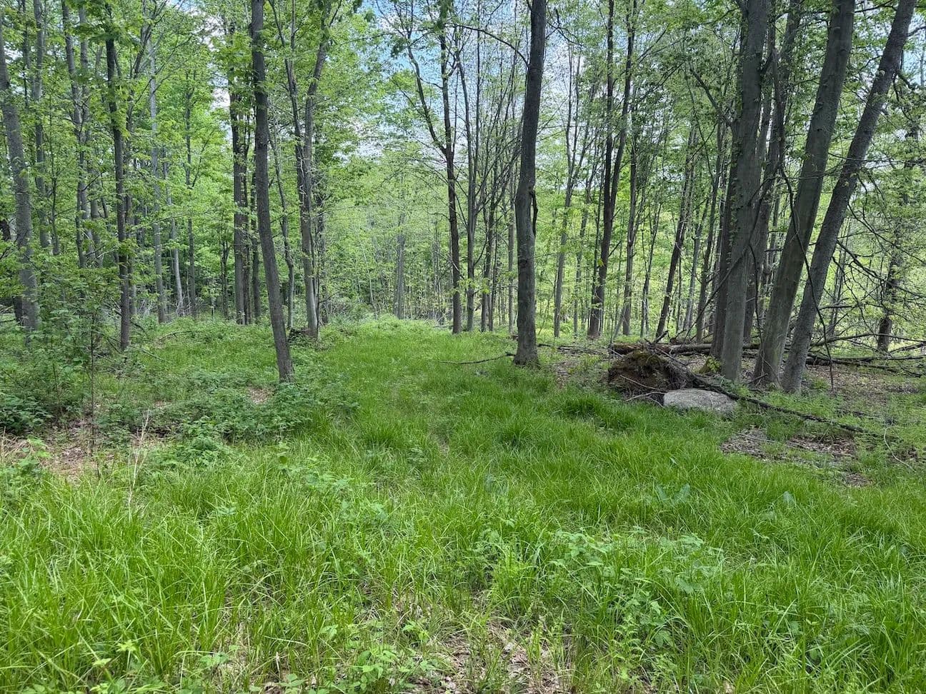 23 acres Hunting Land and Recreational Land in South Dayton NY Dye Road - South Dayton, New York, 14138