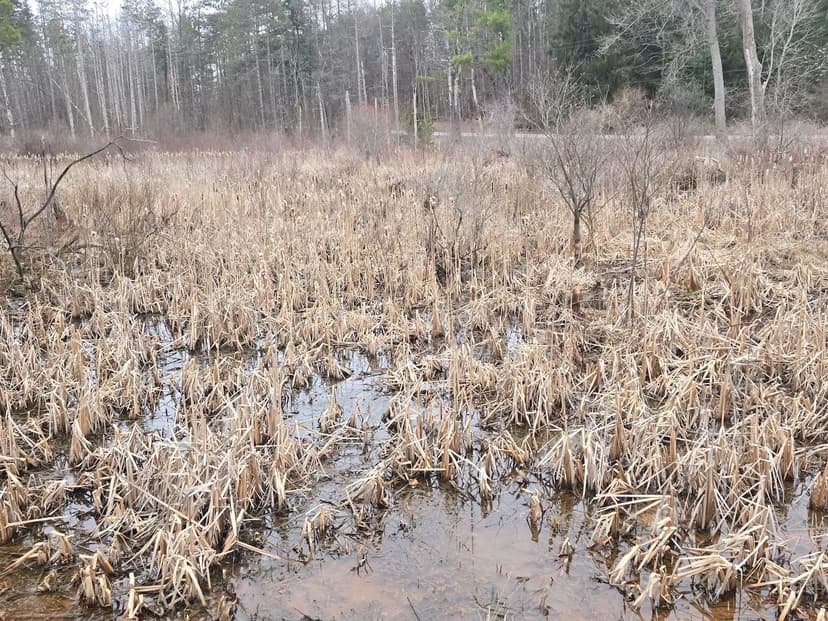 14 acres Hunting and Trapping Land with Building Lot and DEC Wetlands in Gainesville NY Hardys Rd