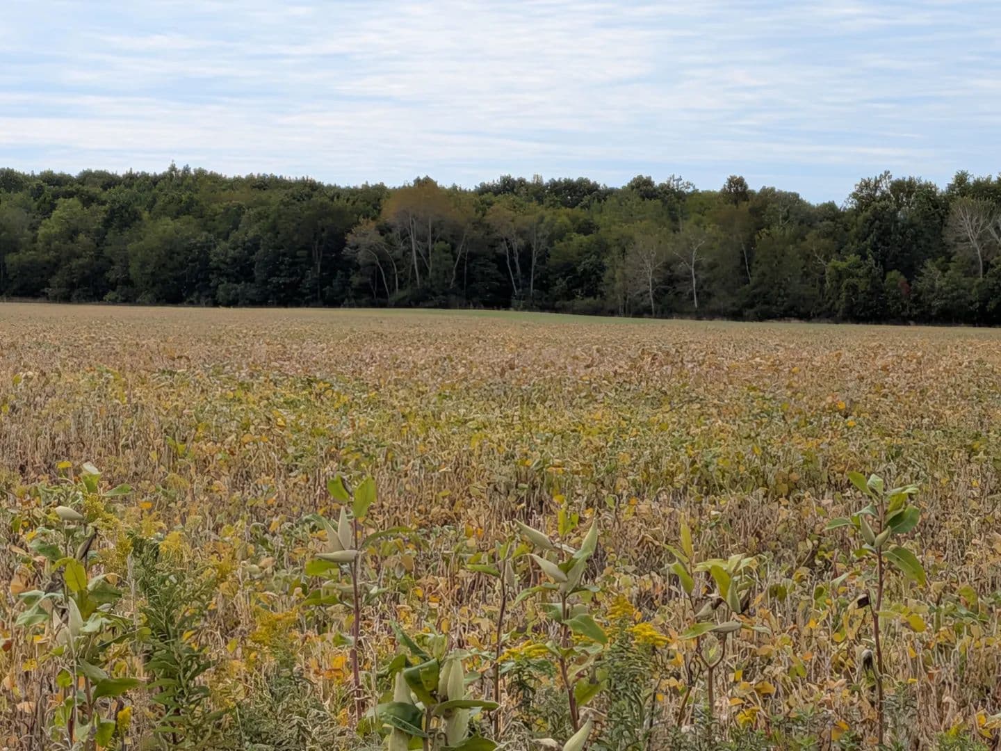 Vacant Land (10+ Acres) in Sumner - Sumner, Michigan, 48801