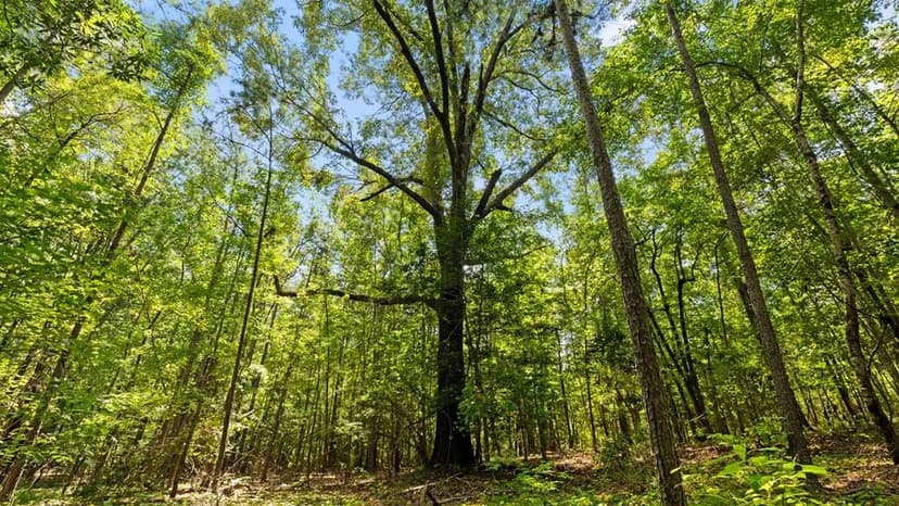 Lots & Land-Other in BUENA VISTA