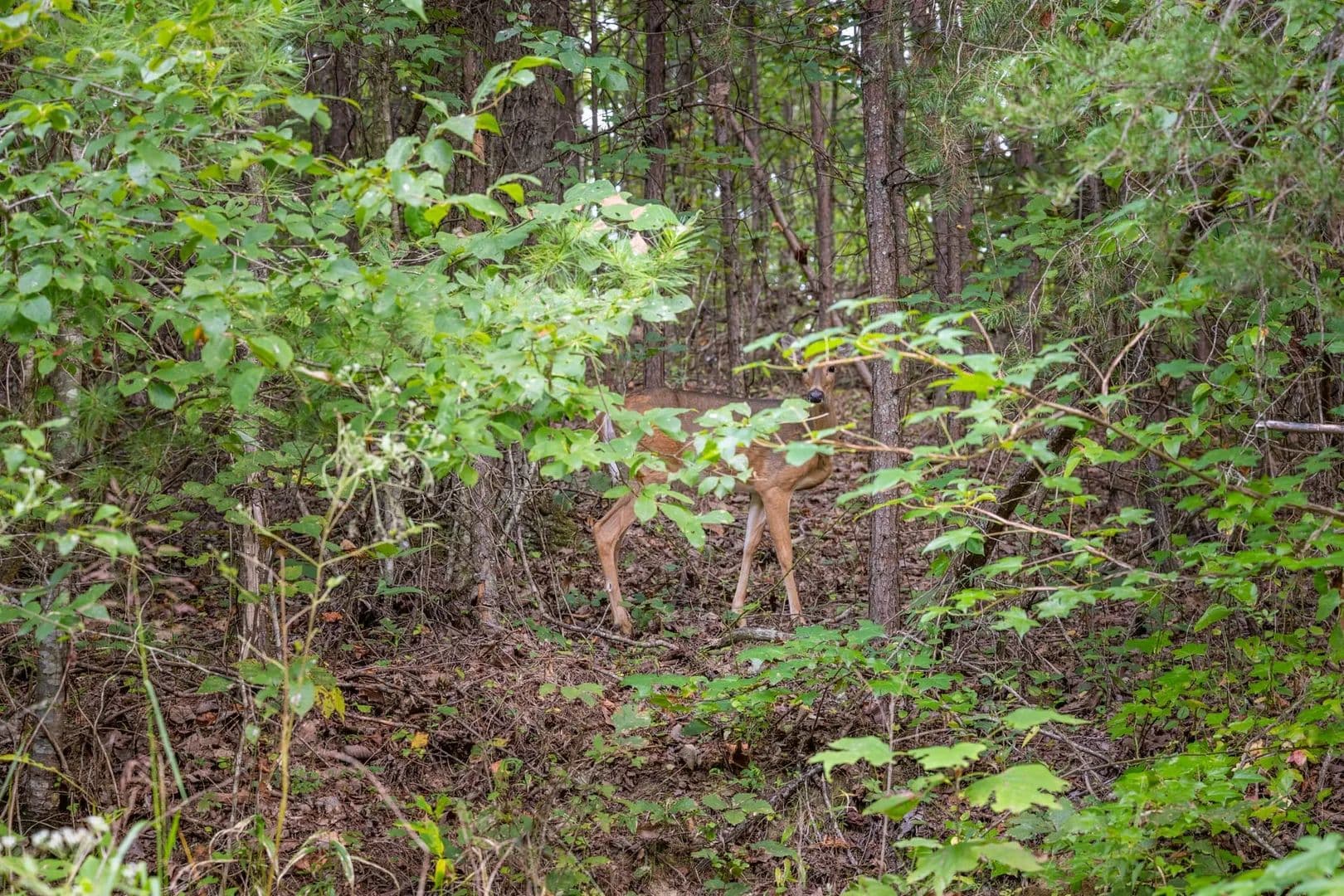 2800 Acres of Land for Sale in Zoe, KY - Zoe, Kentucky, 41397
