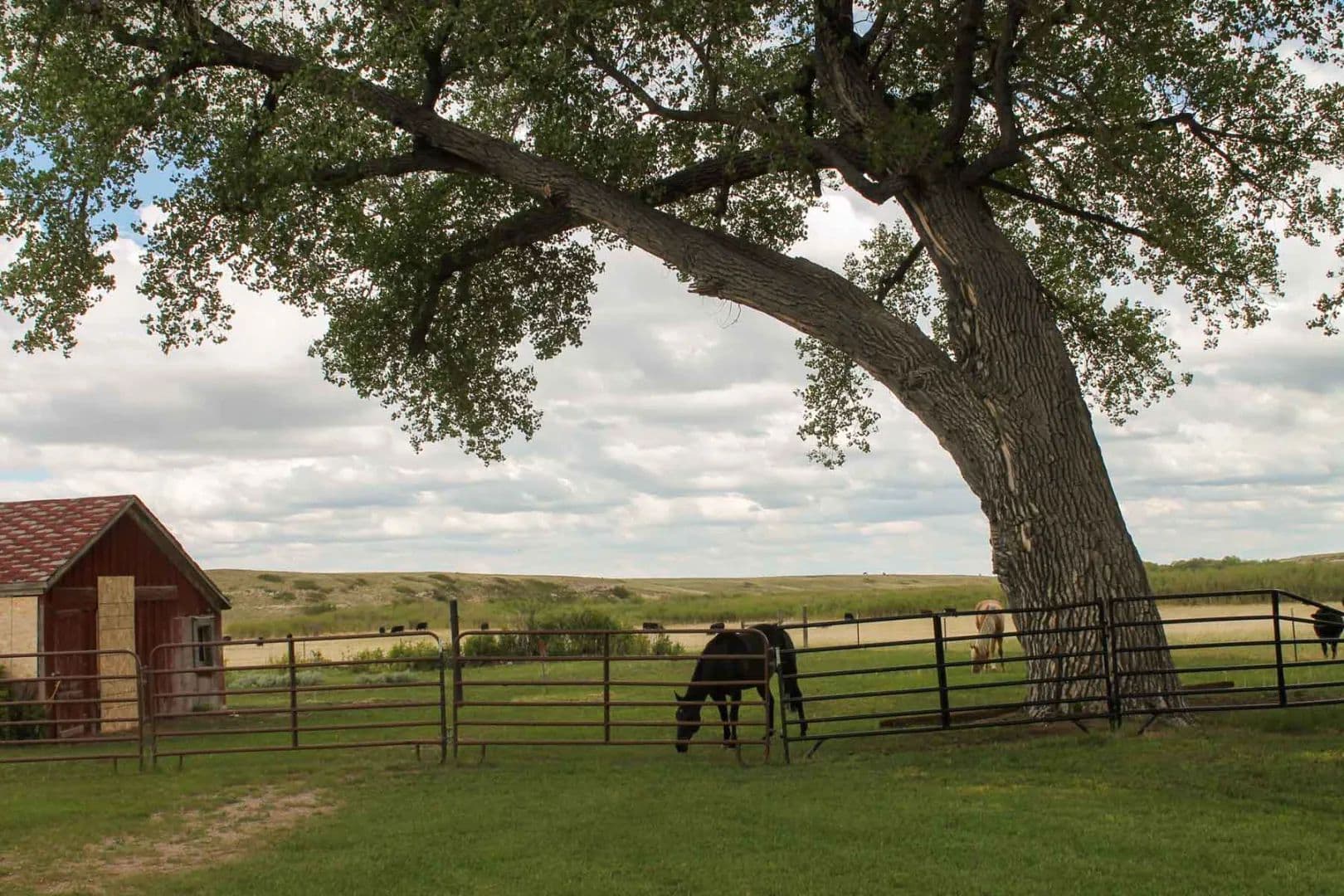 Horse Creek Vista - Cheyenne, Wyoming, 82009