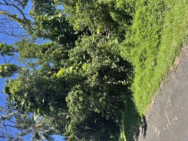 0.21 Acres of Land for Sale in Pahoa, HI - Pahoa, Hawaii, 96778