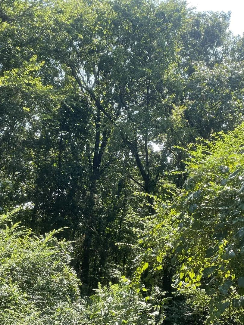 Land -Single Family Acreage in Clarksville