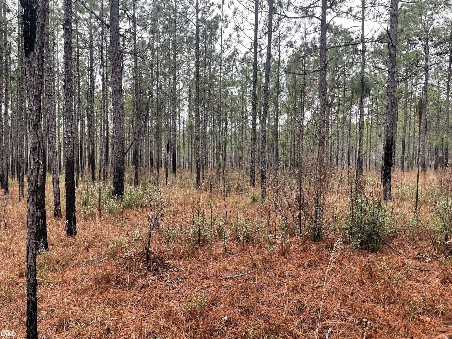 Perdido-Splinter Hill Investment Tract-Homesite - Perdido, Alabama, 36562