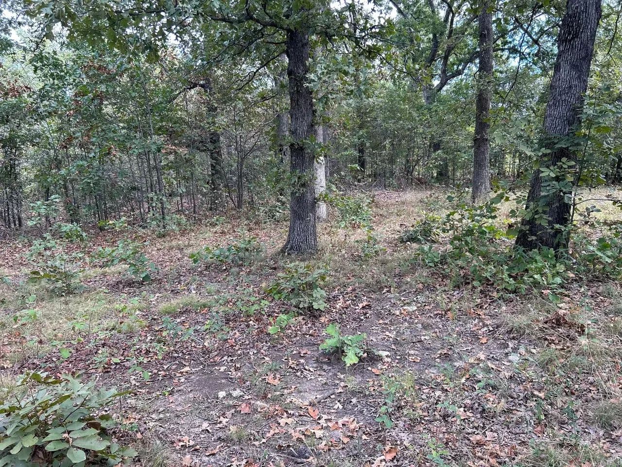 Partridge Cabin - Climax Springs, Missouri, 65324