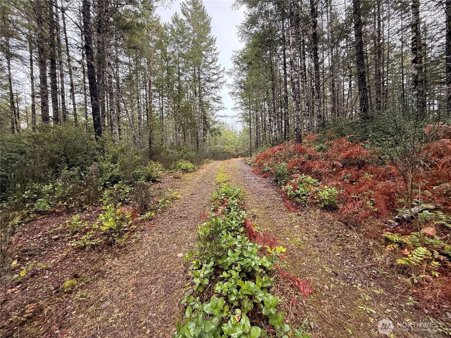 Vacant Land in Shelton - Shelton, Washington, 98584