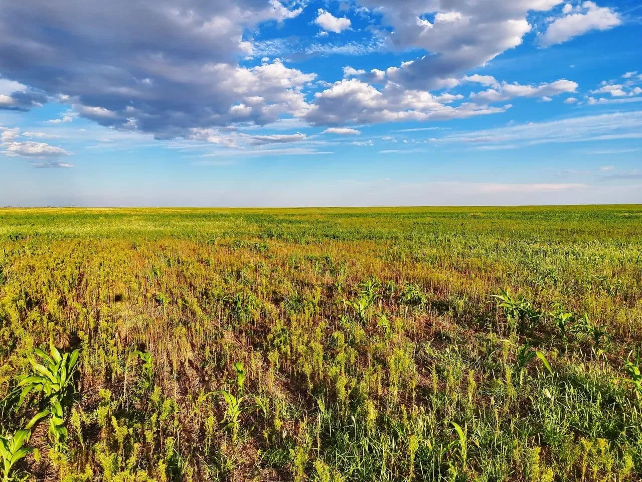 Quality Cropland with Wind Development Lease - Walsh, Colorado, 81090