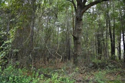 Vacant Land in Hemingway - Hemingway, South Carolina, 29554