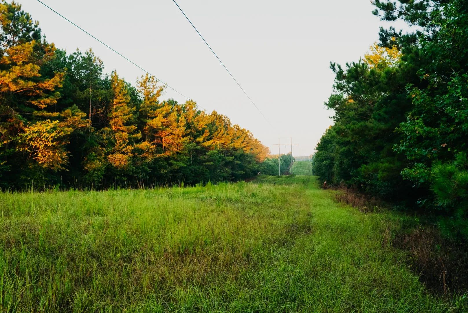 105 Acres in Winston County, MS - Noxapater, Mississippi, 39346