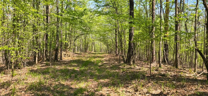82 Acres in Carroll County, MS 