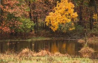Texas County Cattle Farm in Licking, Missouri - photo 15