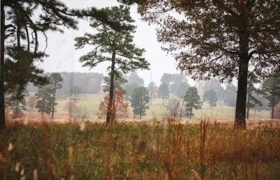Texas County Cattle Farm in Licking, Missouri - photo 16