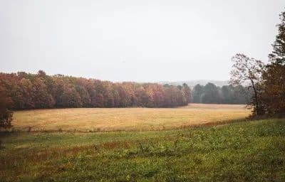 Texas County Cattle Farm in Licking, Missouri - photo 18