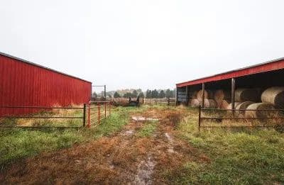 Texas County Cattle Farm in Licking, Missouri - photo 22