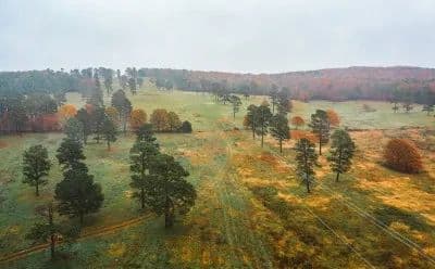 Texas County Cattle Farm in Licking, Missouri - photo 4