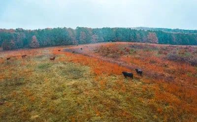 Texas County Cattle Farm in Licking, Missouri - photo 11