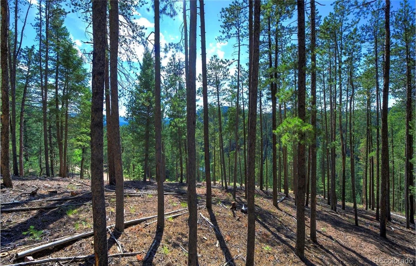 Property from 6824 Lynx Lair Road - KW - Evergreen, Colorado, 80439