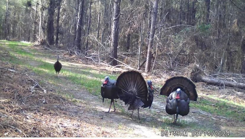 405.1 Acres with a Cabin & Mobile Home in Montgomery County, MS 