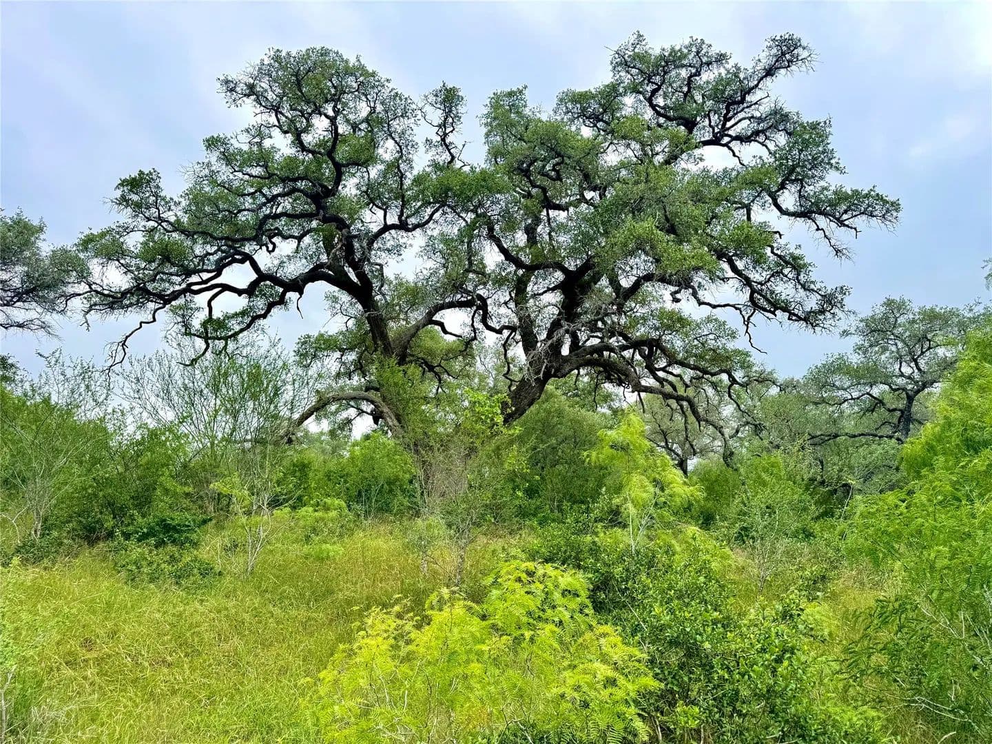 10.35 Acres of Land for Sale in Smiley, TX - Smiley, Texas, 78159