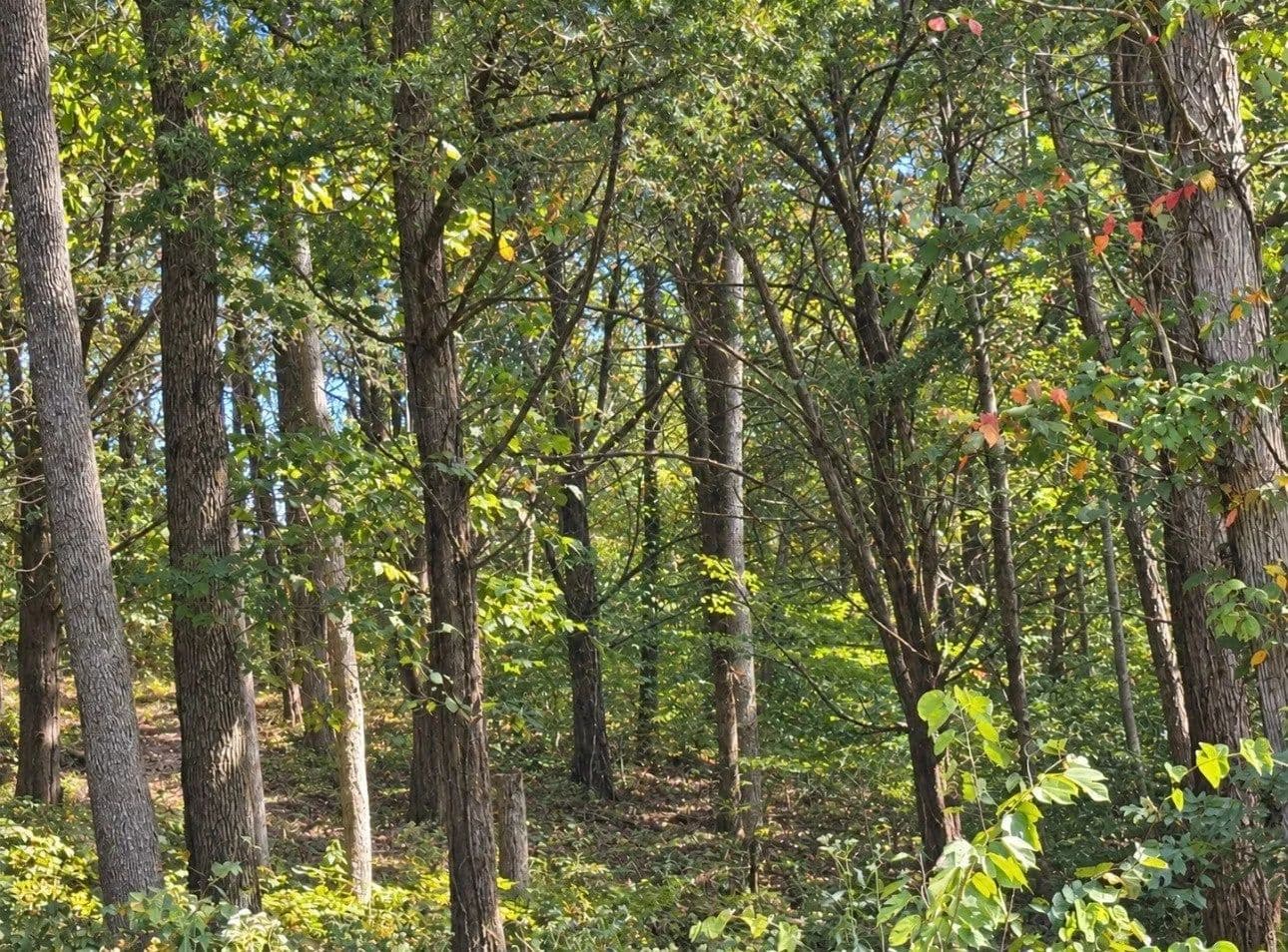 Lots & Land-Other in Lancaster - Lancaster, Tennessee, 38569
