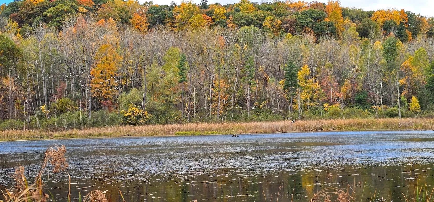 26 acre Wooded Land with Fishing Pond and Building Site in Burdett NY 5031 State Route 79 - Burdett, New York, 14818