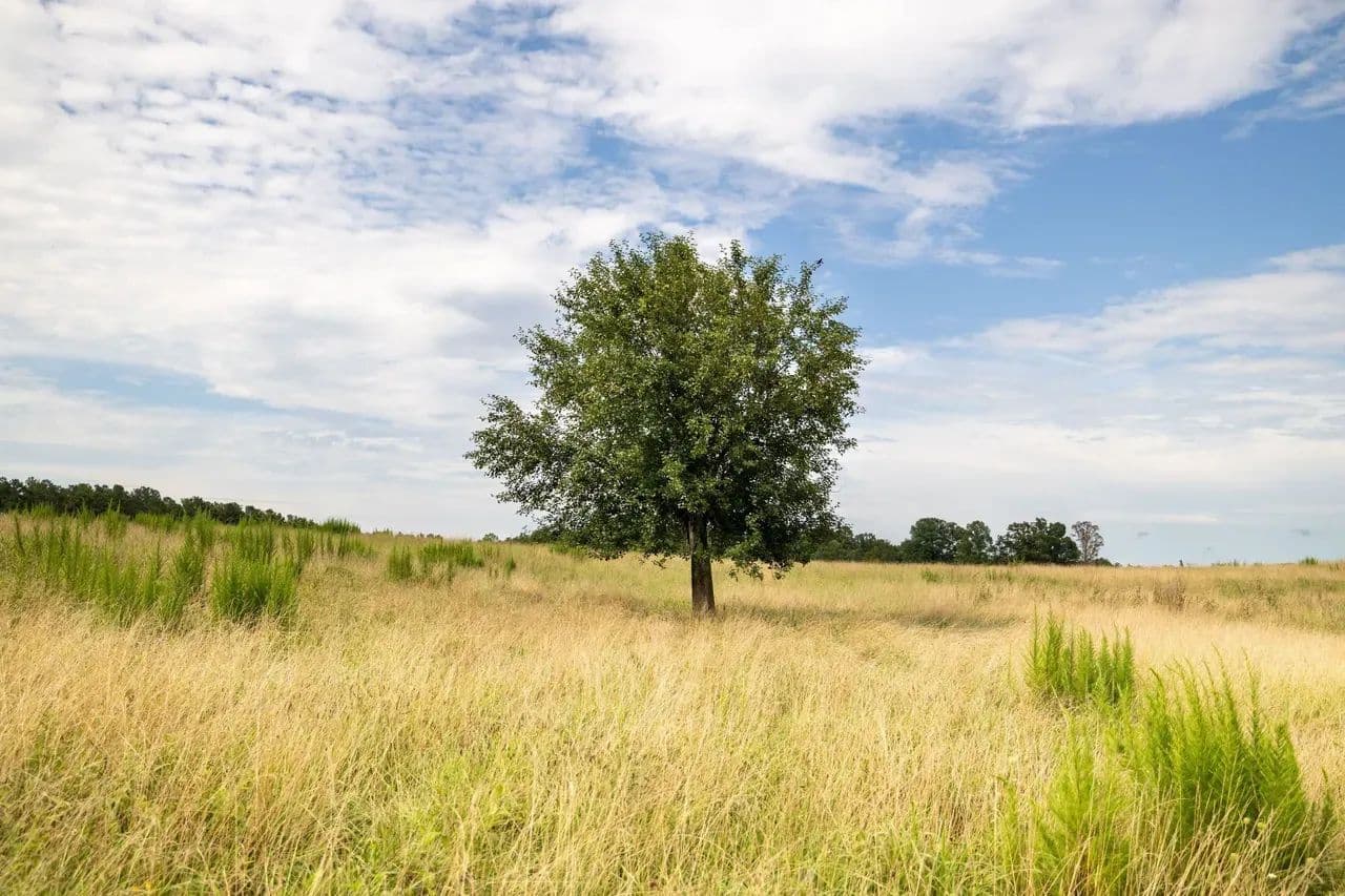 Bankhead National Forest Homesite and Basecamp - Houston, Alabama, 35572