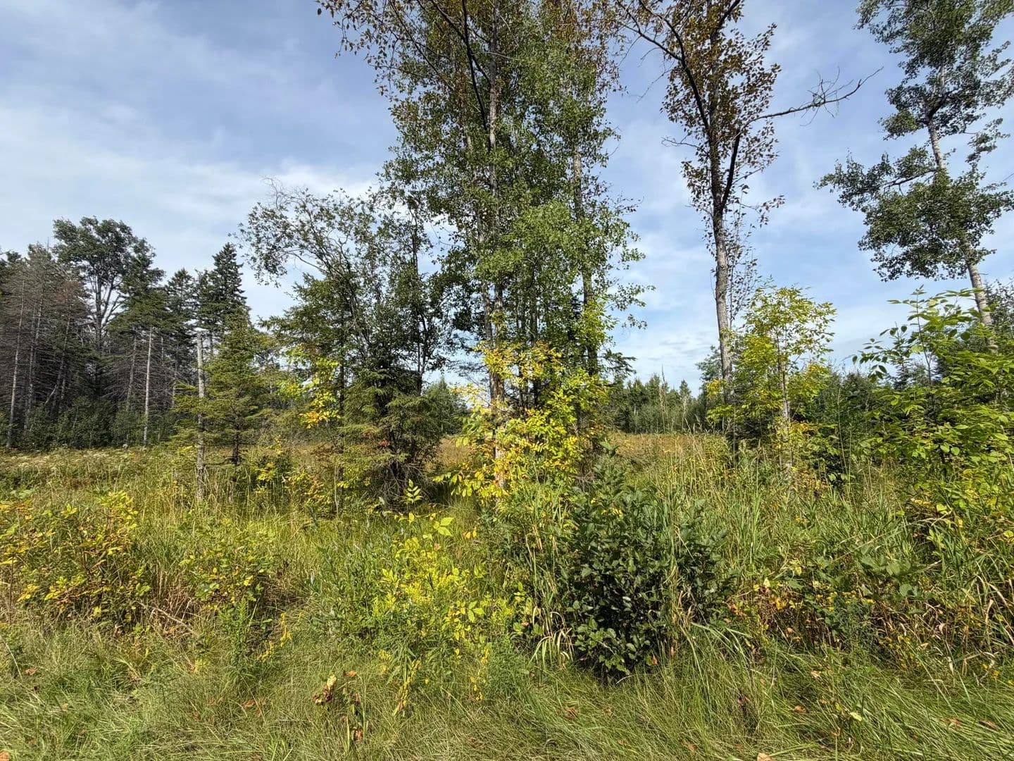 Vacant Land in Lachine - Lachine, Michigan, 49753