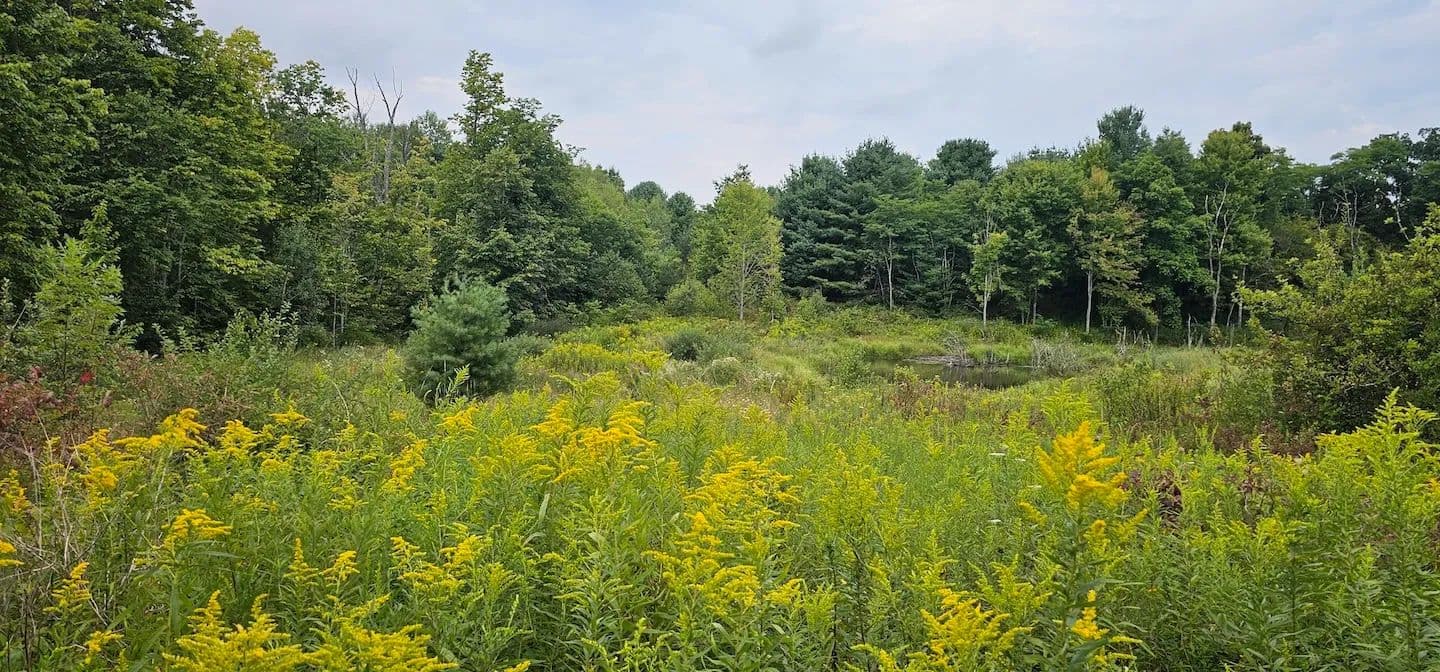 27 acres Hunting and Recreational Property with Building Site in Maine NY 1569 Oakdale Rd - Johnson City, New York, 13790