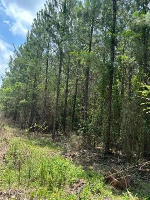 68.47 Acres of Land for Sale in Louisiana - Louisiana, 70444