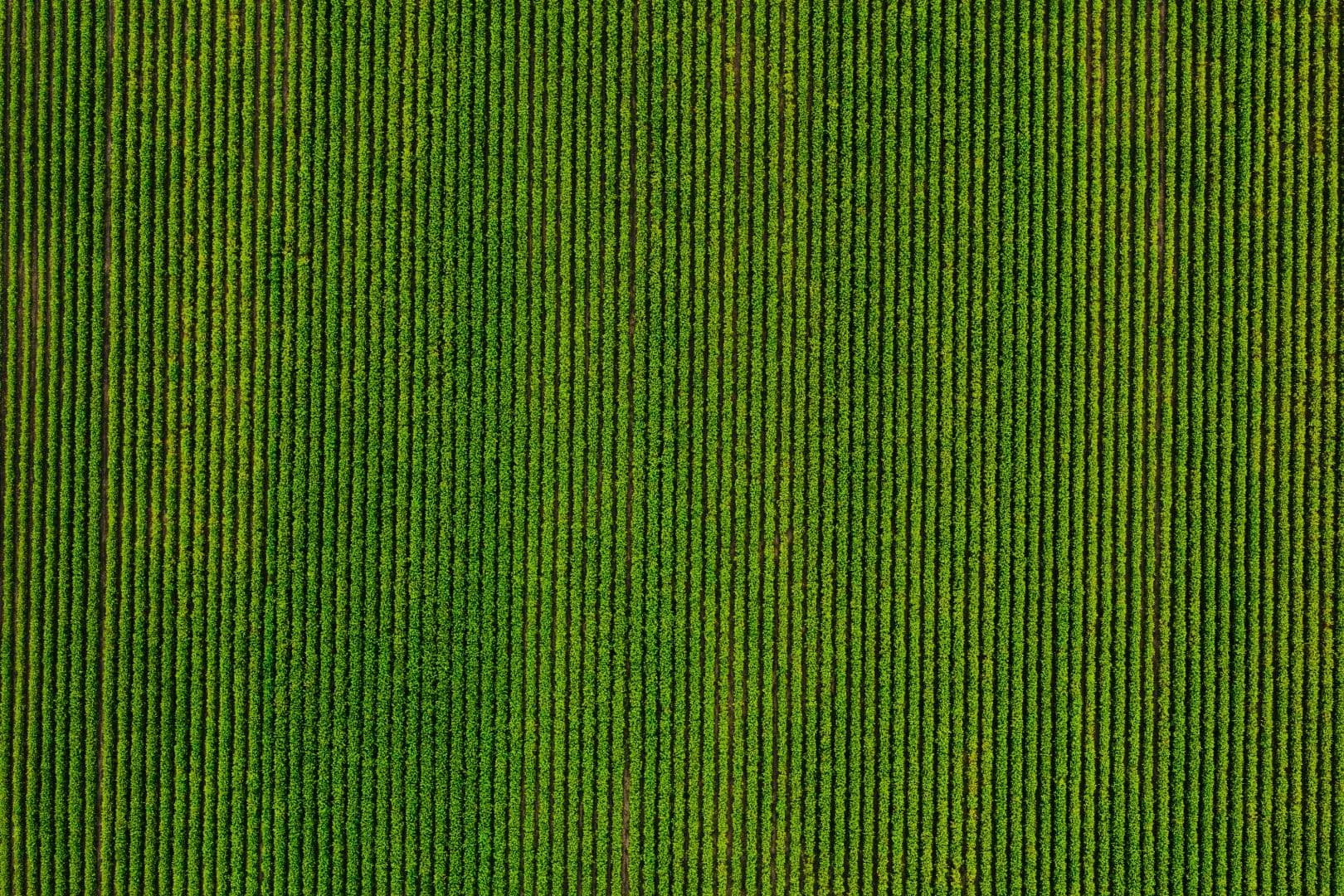 1,478 Acres in Madison Parish, LA  - Tallulah, Louisiana, 71282