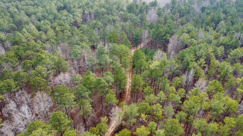 Randolph County 105± Acres | Hunting, Timber Investment, and Homesite
