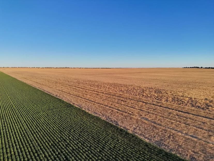 Prime Cropland Quarter with Cash Lease Agreement