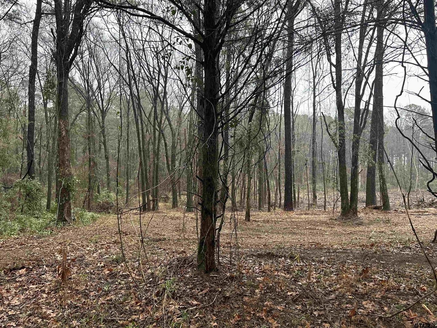 Lots & Land-Other in Pittsburg - Pittsburg, Texas, 75686