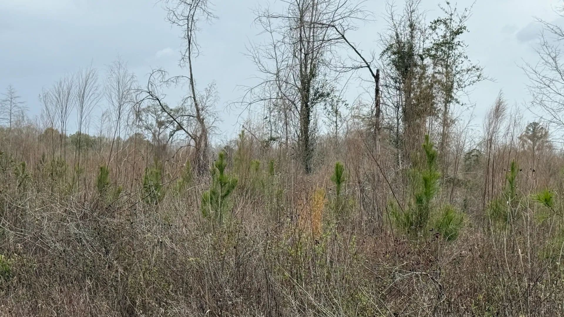 20 Acre Large Country Lot Near Campbellton  - Campbellton, Florida, 32426