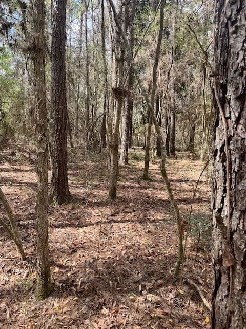 39 Acres| Walthall County Ms