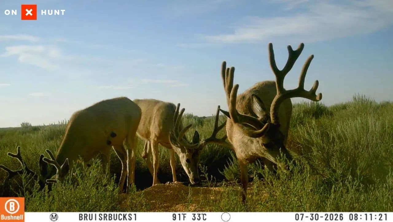 Expired CREP with Great Hunting Opportunities - Lakin, Kansas, 67860
