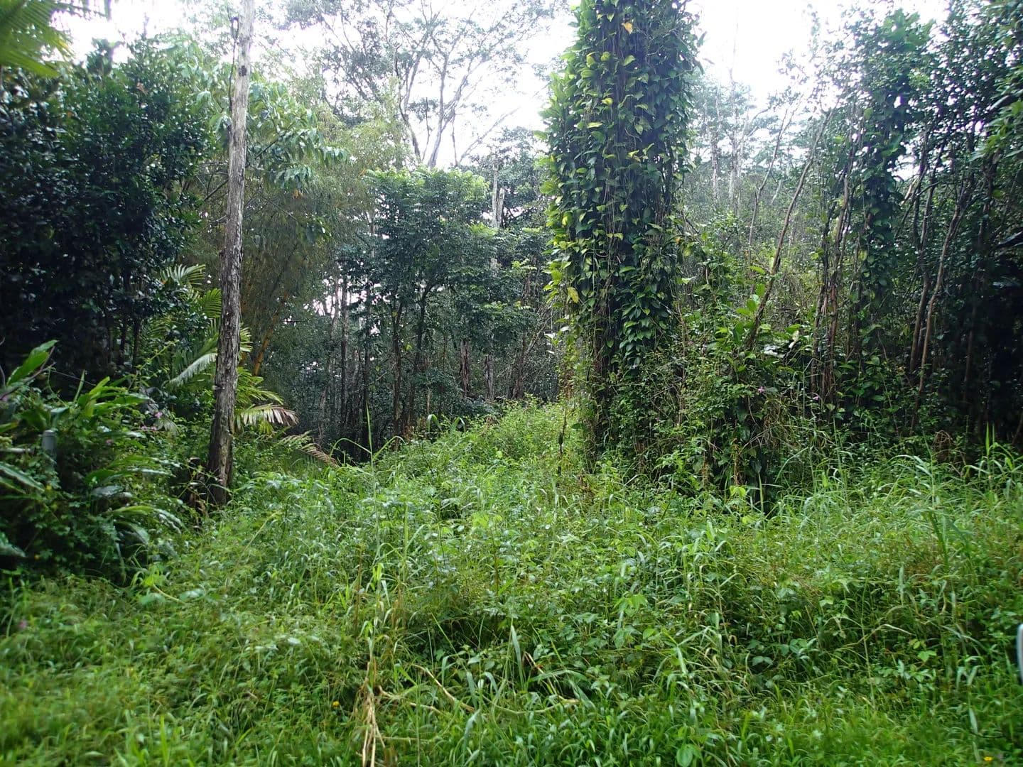 Vacant Land in Pahoa - Pahoa, Hawaii, 96778